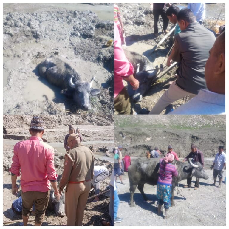 दलदल में फंसे मवेशी को पुलिस ने निकाला सुरक्षित बाहर