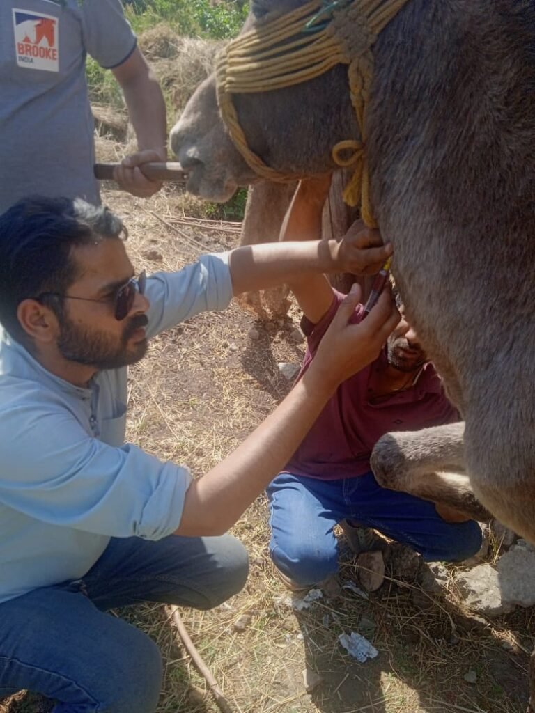 चारधाम यात्रा से पहले टेंसन में सरकार । घोड़े-खच्चरों में इक्वाइन इन्फ्लुएंजा की पुष्टि ।