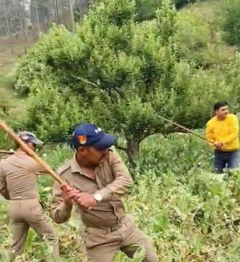 एसओजी व पुरोला पुलिस की टीम द्वारा छापेमारी कर कफनौल क्षेत्र में 50 नाली भू-भाग पर अवैध अफीम की खेती को किया गया नष्ट