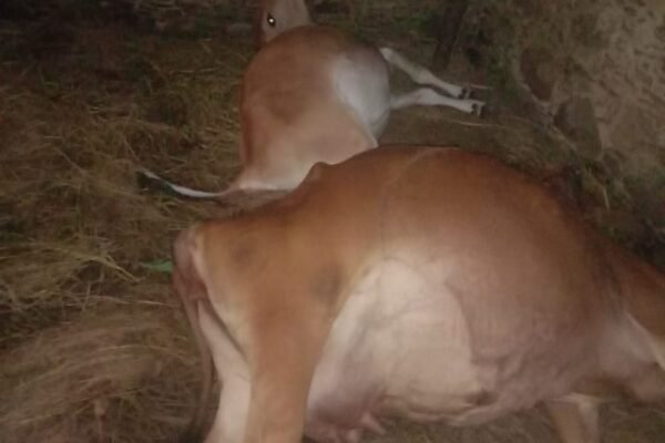 आसमान से बिजली गिरने के कारण सिरोर गांव के नजदीकी गौशाला में आसमानी बिजली की चपेट में आकर दो गायों की जान चली गई