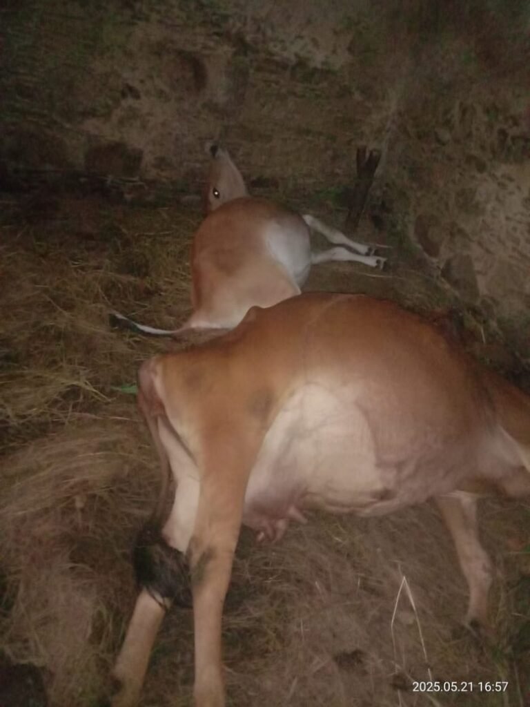 आसमान से बिजली गिरने के कारण सिरोर  गांव के नजदीकी गौशाला  में आसमानी बिजली की चपेट में आकर दो गायों की जान चली गई