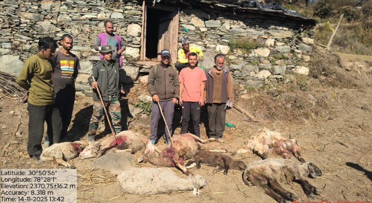 उत्तरकाशी मे भालू का आतंक 8 भेड़ 2 बकरियों को बनाया अपना निवाला  गौशाला मे कि तोड़ फोड़