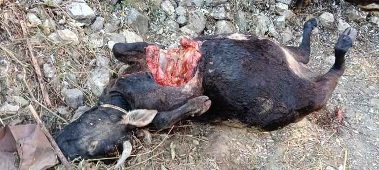 भटवाड़ी बलॉक मे जंगली भालू का आतंक  जंगलात विभाग बना है मुकदर्शन