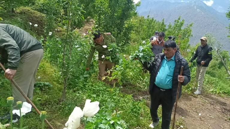 मोरी में अवैध अफीम की खेती पर बड़ा एक्शन: 31 लोगों पर FIR, 75 वर्ग मीटर फसल नष्ट